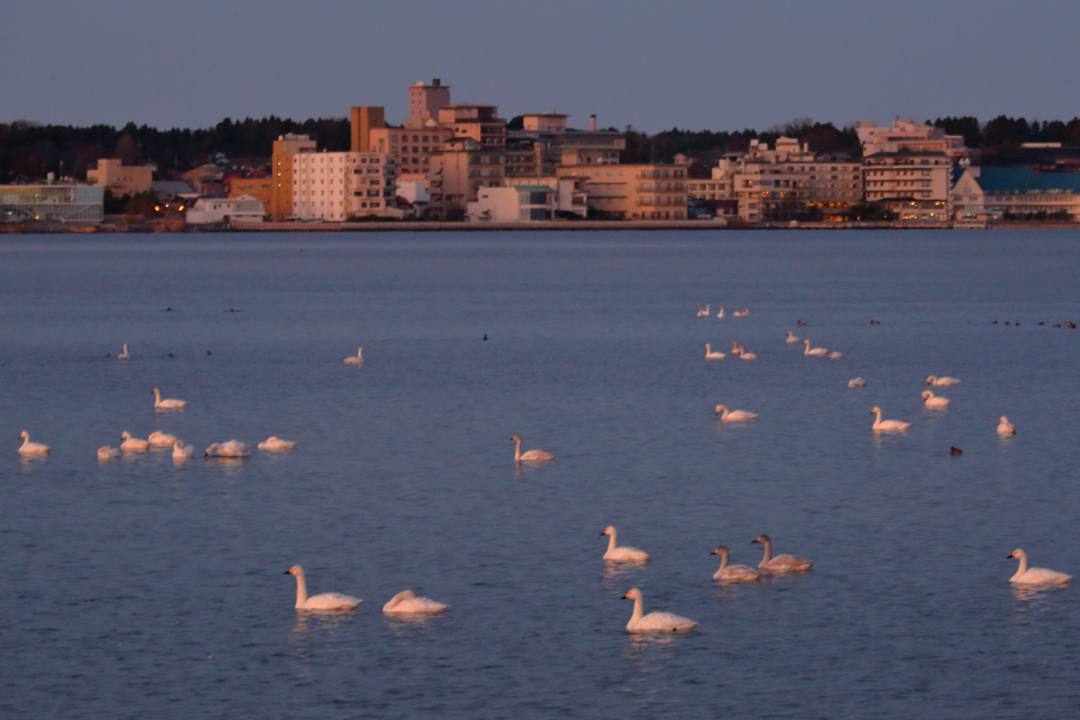 白鳥12/25その1_e0403850_20321963.jpg