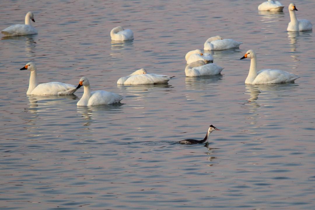 白鳥12/25その1_e0403850_20323104.jpg