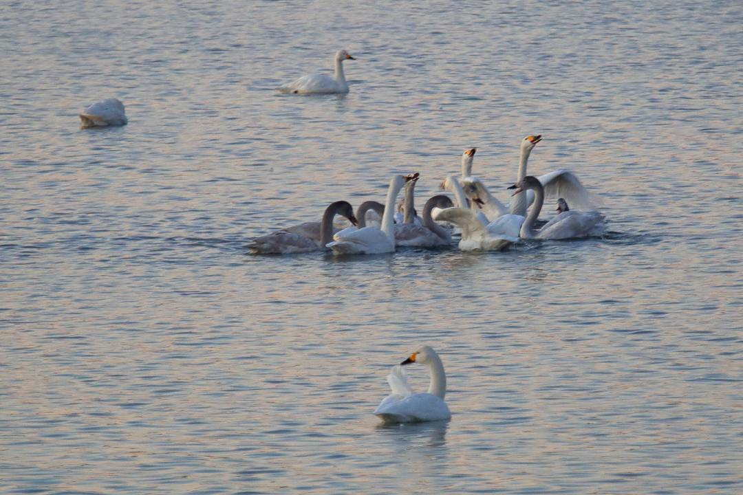 白鳥12/25その1_e0403850_20323145.jpg