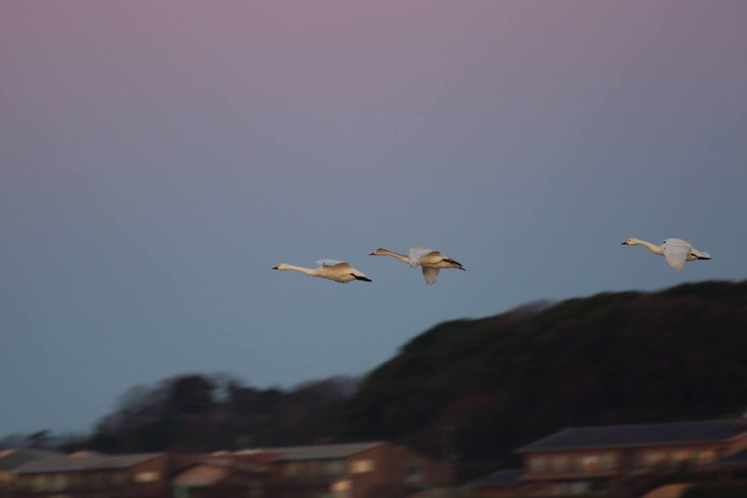 白鳥12/25その1_e0403850_20324915.jpg