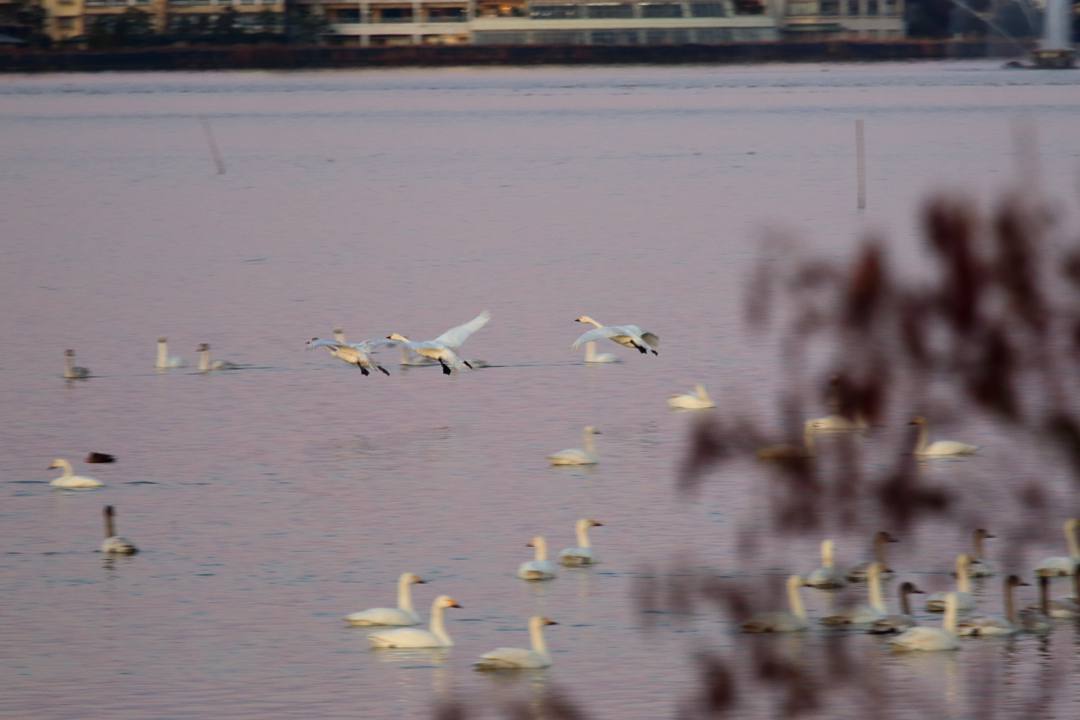 白鳥12/25その1_e0403850_20324930.jpg