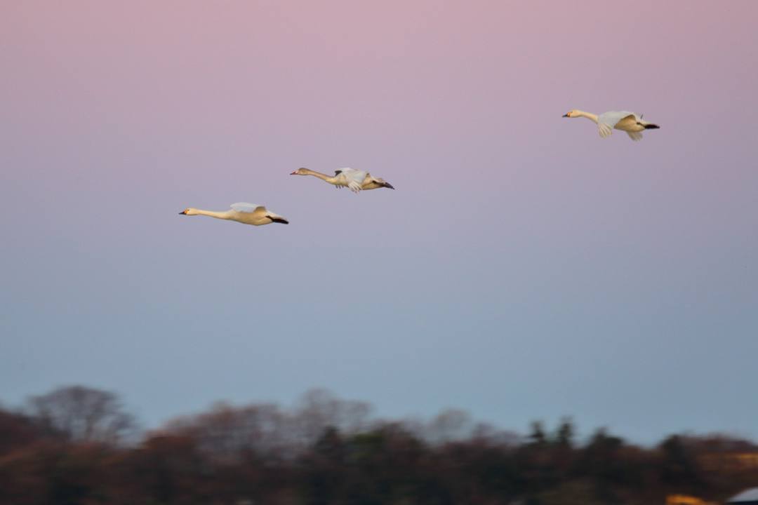 白鳥12/25その1_e0403850_20324936.jpg
