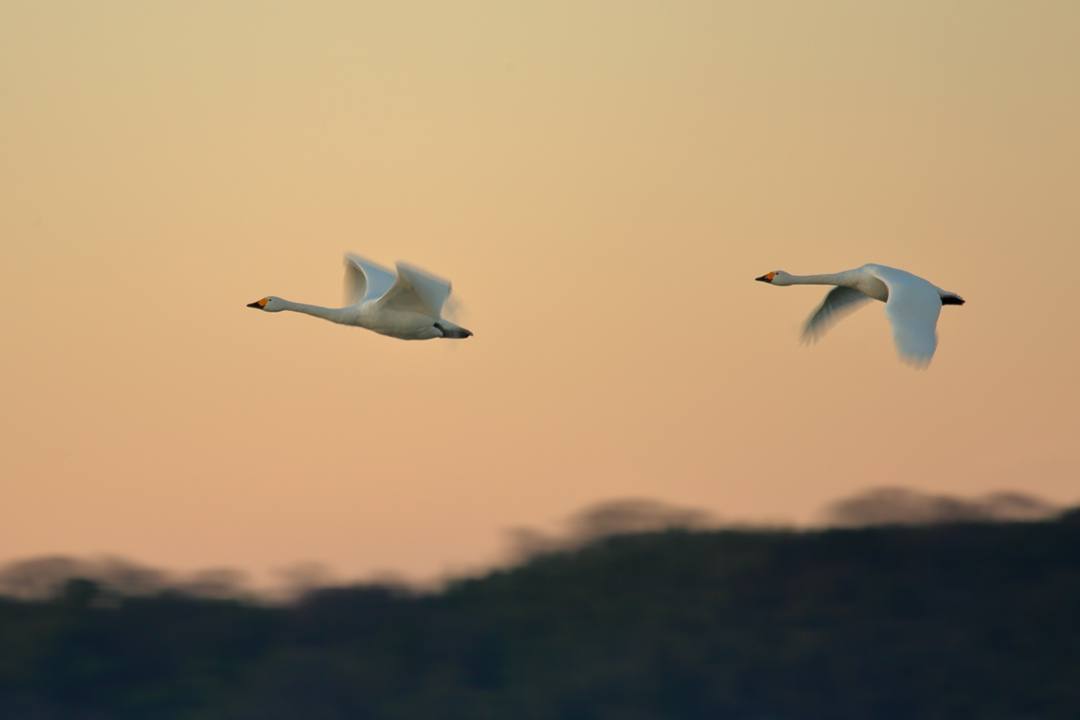白鳥12/25その1_e0403850_20325613.jpg