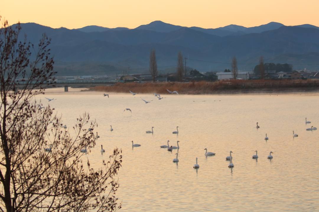 白鳥12/25その1_e0403850_20325628.jpg