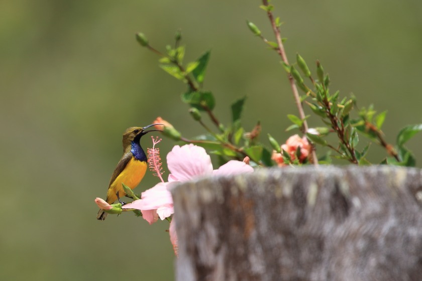 オーストラリア探鳥４ Kingfisher Park Lodgeへ 八分目とり日記