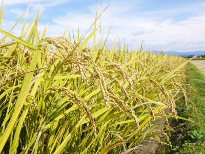 熊本の美味しいお米(七城米、菊池水源棚田米、砂田のれんげ米)大好評発売中!こだわり紹介 その3_a0254656_18051360.jpg