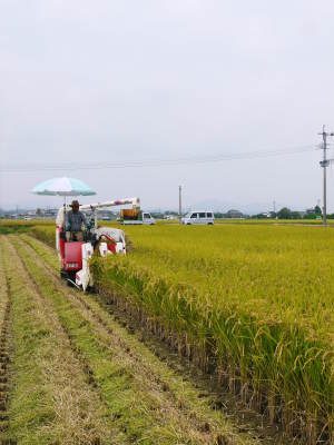 熊本の美味しいお米(七城米、菊池水源棚田米、砂田のれんげ米)大好評発売中!こだわり紹介 その3_a0254656_18243535.jpg
