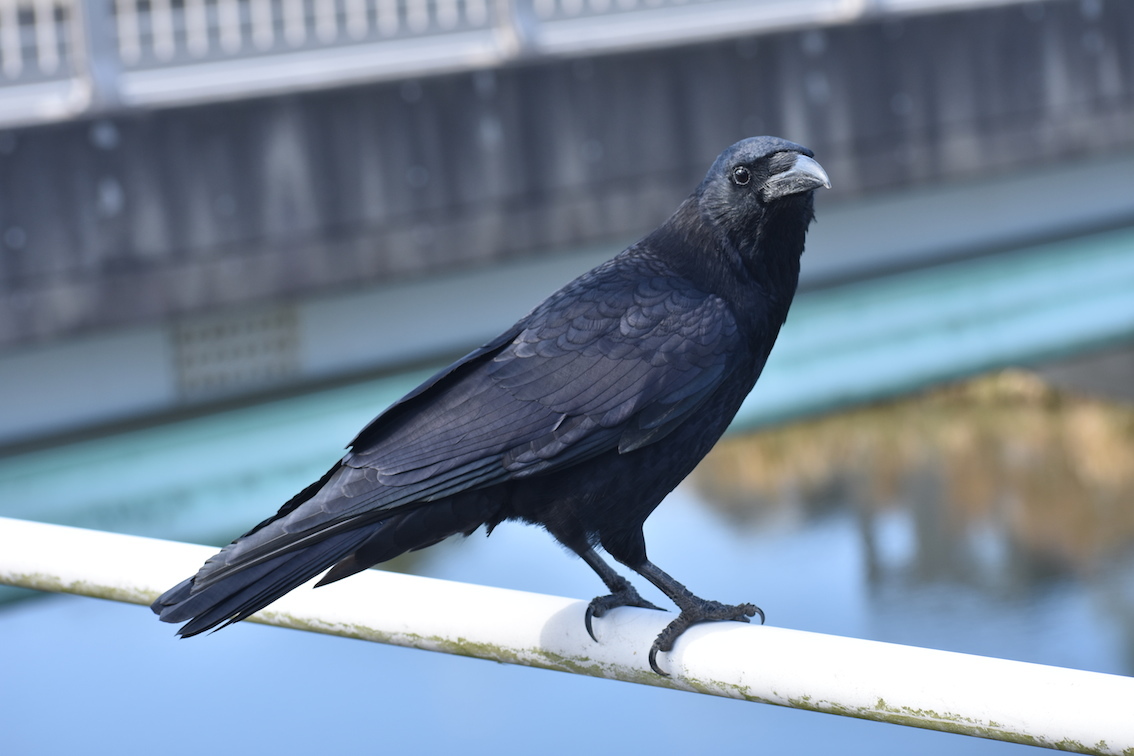 気のいいカラス 駄猫と本の部屋 ぶらん亭 気のいいカラス 駄猫と本の部屋 ぶらん亭