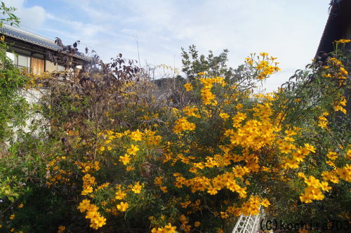 レモンマリーゴールド花盛り 風の通る庭