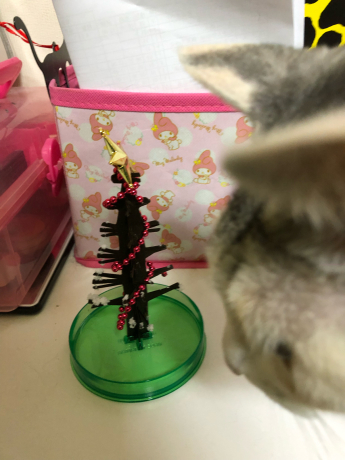 間に合ったクリスマスツリー_e0355177_12494299.jpg