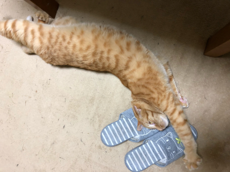 3年目の のらくろサンタ_e0355177_12513175.jpg