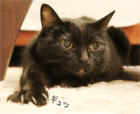 ぴょんと、はじめて出会った日_a0389088_17581885.jpg