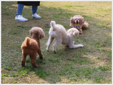 追いかけっこと言っても、追いかけるのはさくらとねねちゃん、大はただただ逃げるだけ~_b0175688_16141984.gif