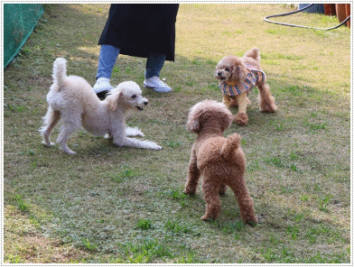 追いかけっこと言っても、追いかけるのはさくらとねねちゃん、大はただただ逃げるだけ~_b0175688_16142912.gif