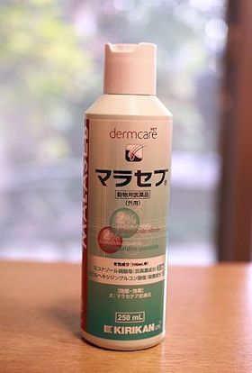 スモーキーの毎日のお手入れ_c0090198_16390676.jpg