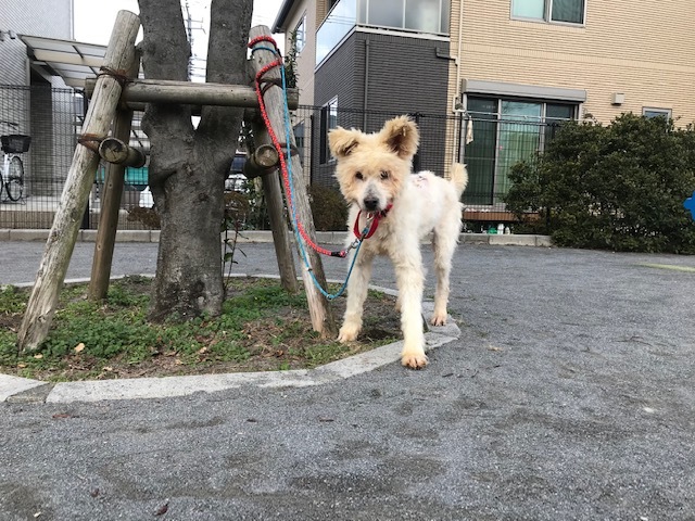 楽太郎くんの里親さま募集中です!_f0242002_19235439.jpg