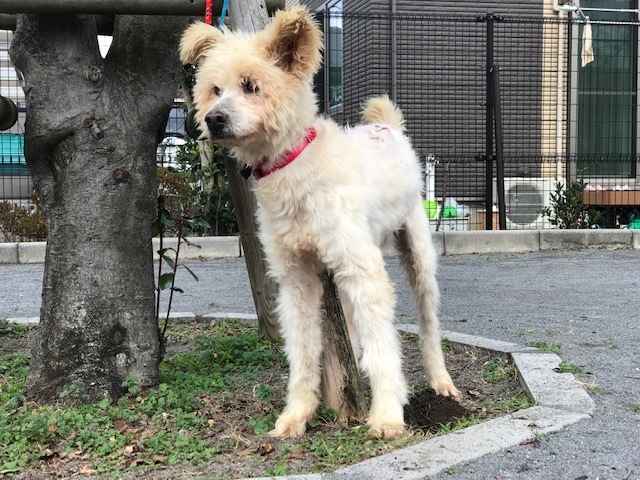 楽太郎くんの里親さま募集中です!_f0242002_19243062.jpg