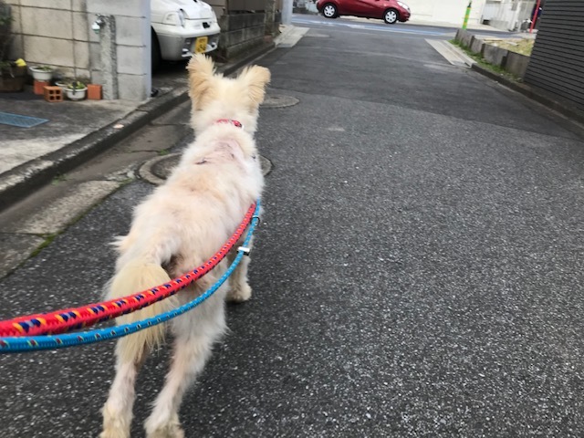 楽太郎くんの里親さま募集中です!_f0242002_19290965.jpg