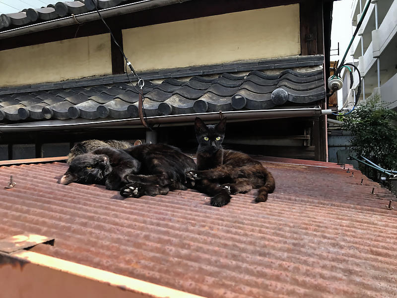 町角ニャンコ・あちこちニャンコ_f0032011_20005749.jpg
