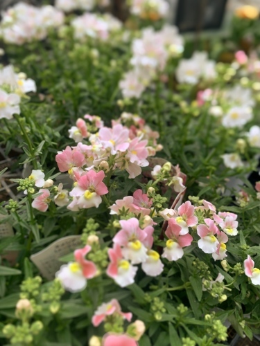 今日のサマスノ 12.26_c0167112_17532999.jpeg