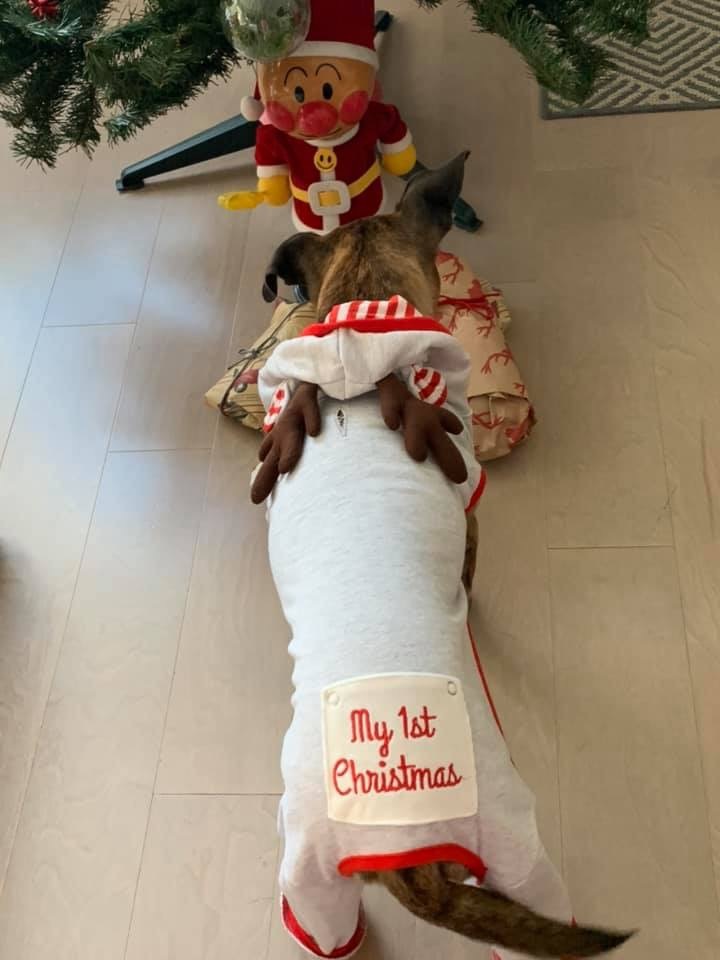 小トラのクリスマスの朝は、、、。_d0269832_20591349.jpeg