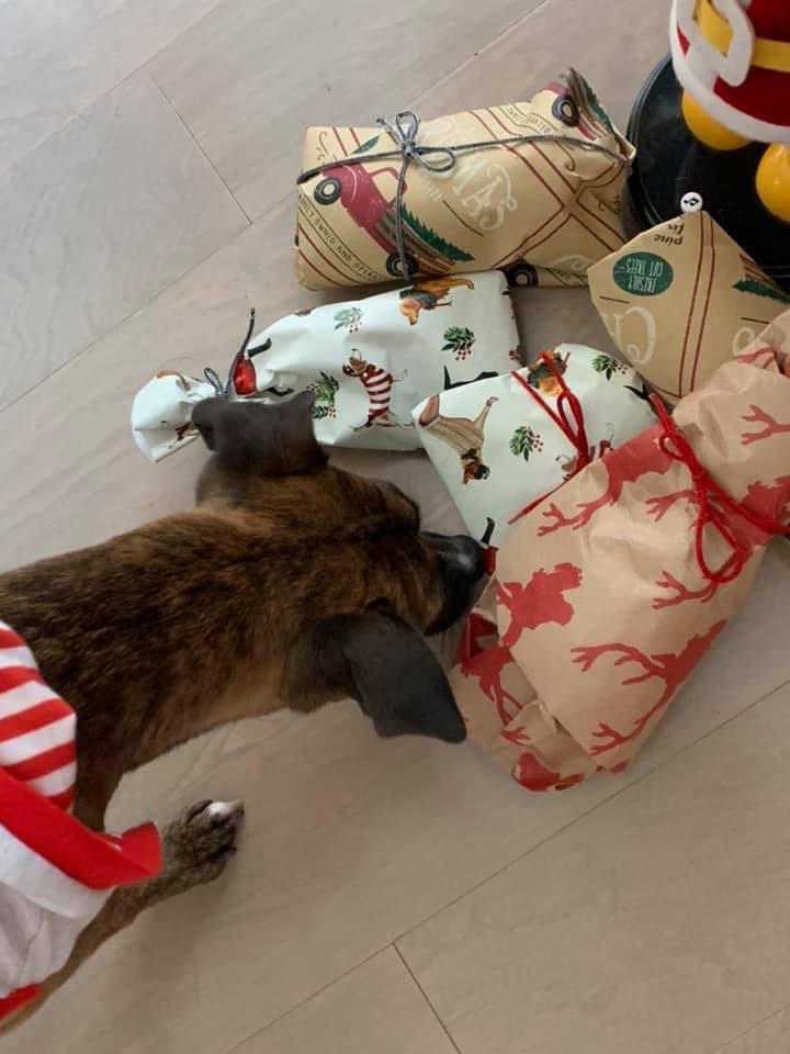 小トラのクリスマスの朝は、、、。_d0269832_21023245.jpeg