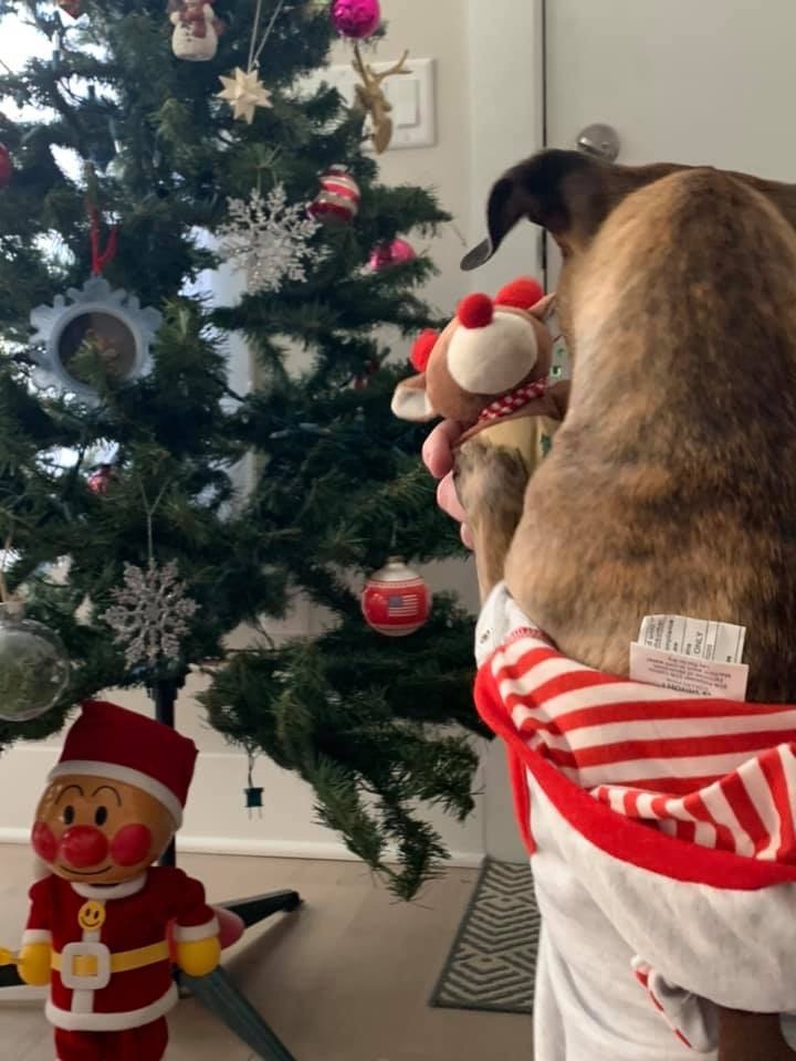 小トラのクリスマスの朝は、、、。_d0269832_21084253.jpeg