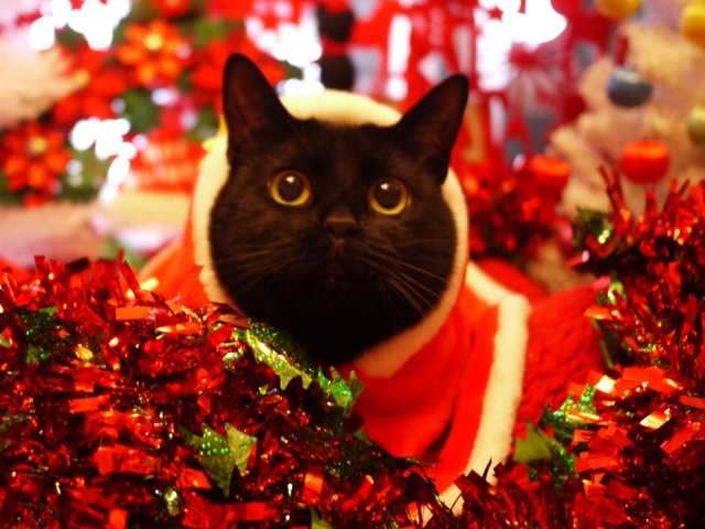 クリスマス猫 めりぃぽぴんず編 ゆきねこ猫家族