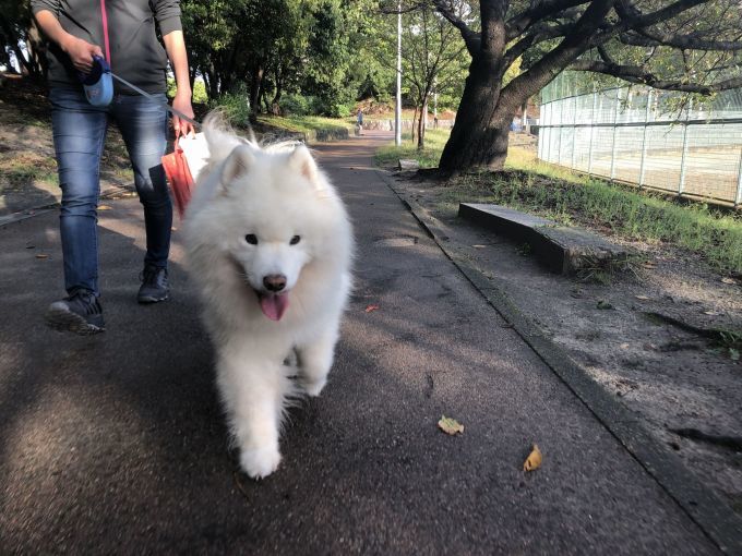 2019年10月後半 インスタ写真集 その2_f0128542_13465243.jpg
