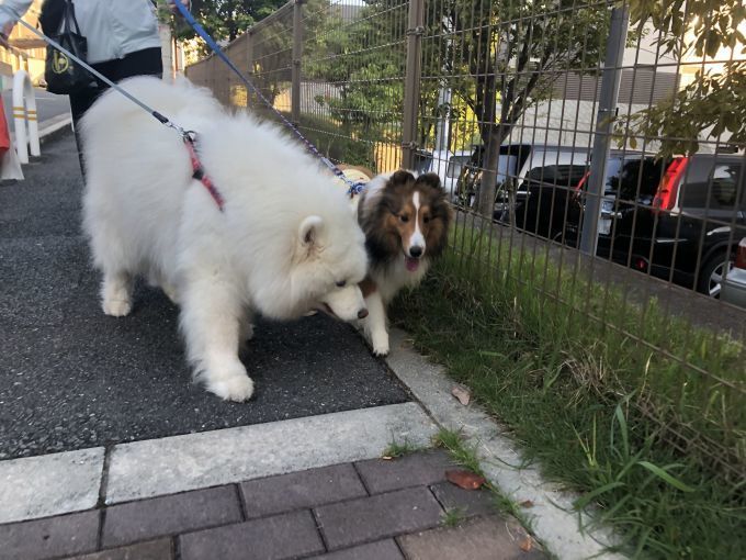 2019年10月後半 インスタ写真集 その2_f0128542_13481379.jpg