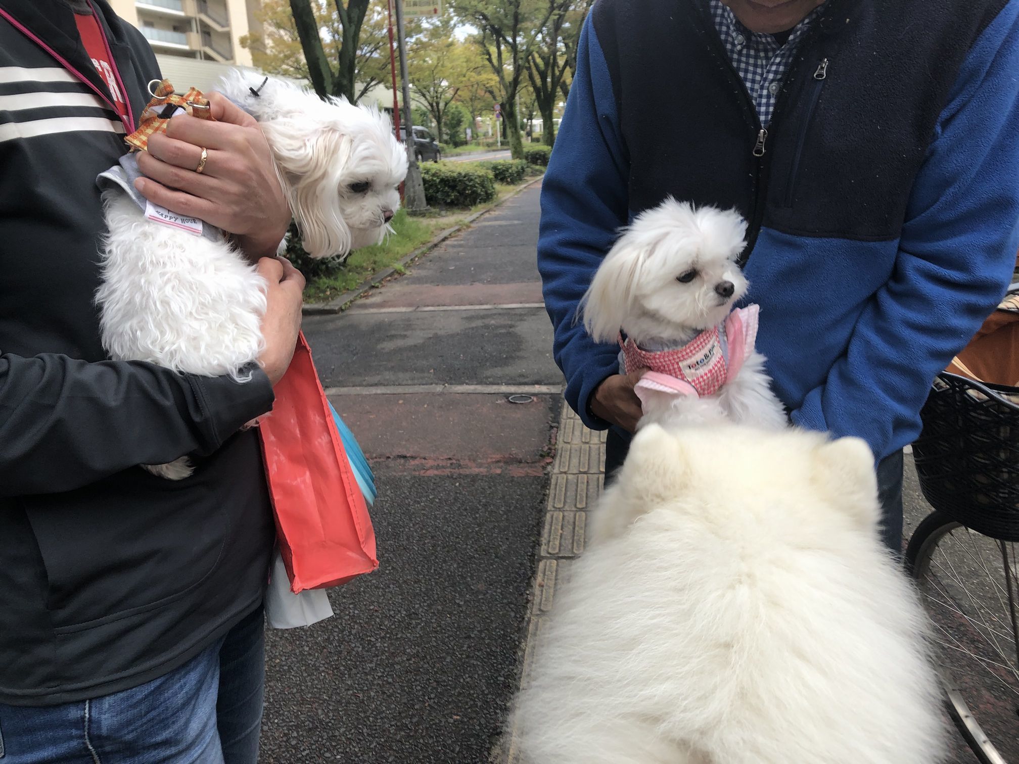 2019年10月後半 インスタ写真集 その2_f0128542_13571406.jpg