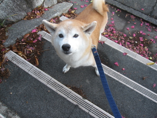 記憶力いいタイプな柴犬 オーク 熟成中 記憶力いいタイプな柴犬 オーク 熟成中