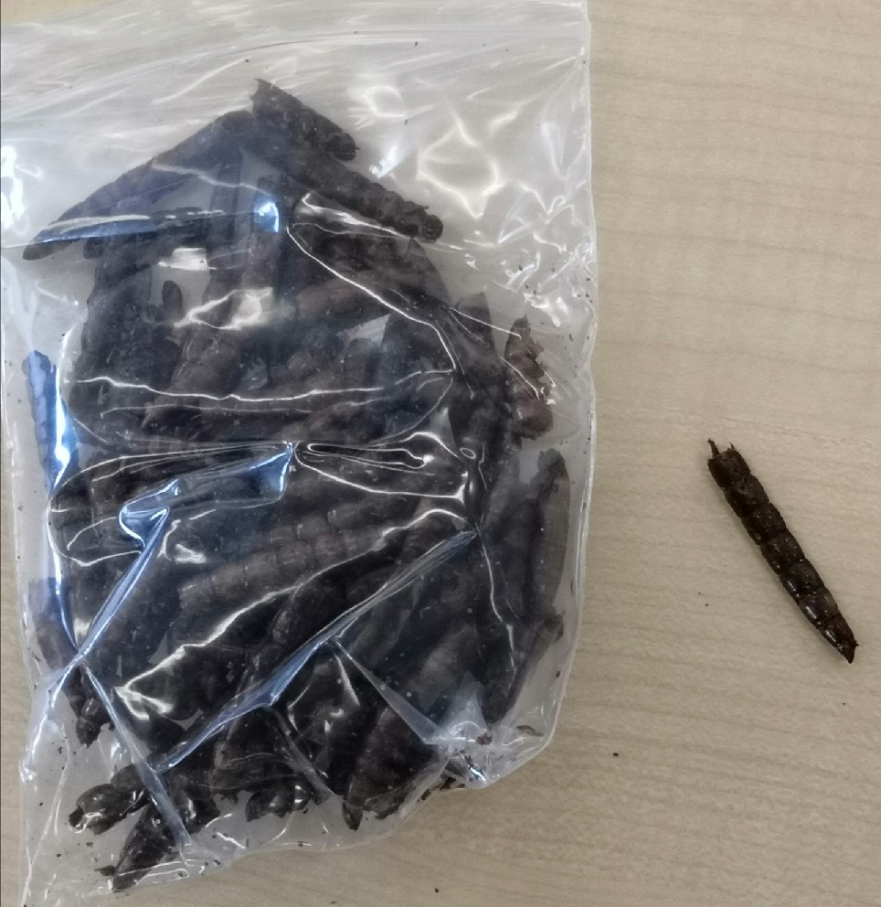 虫さん達のクリスマスプレゼント～☆ #昆虫食_a0004752_08190188.jpg