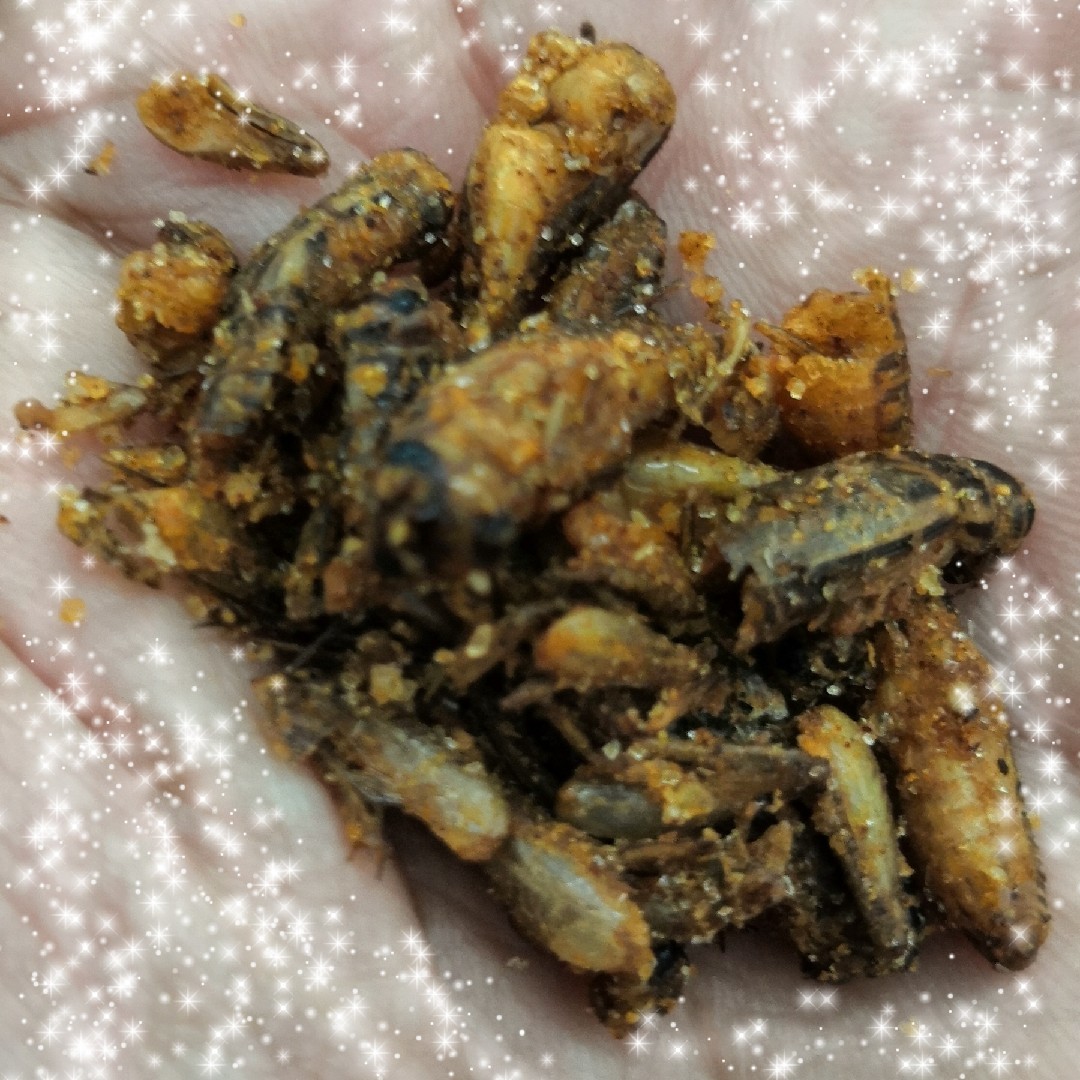 虫さん達のクリスマスプレゼント～☆ #昆虫食_a0004752_08190197.jpg