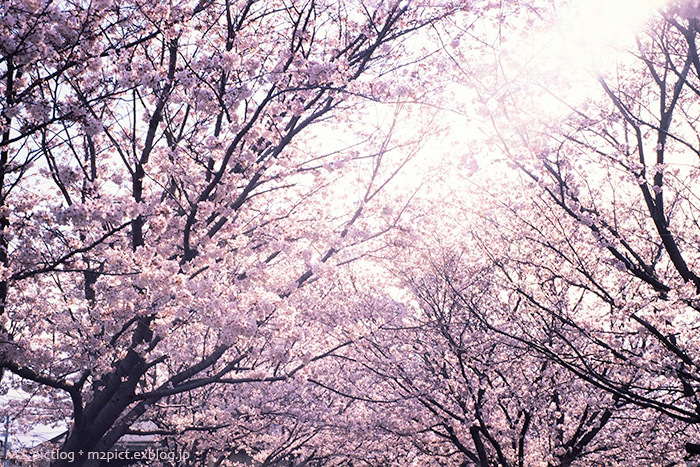 季節外れの桜_e0097970_22584592.jpg
