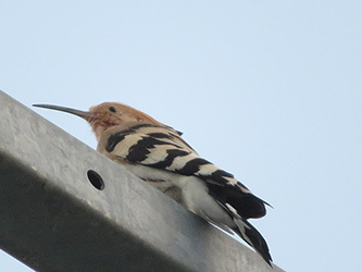 カメラ再び_b0057675_11161418.jpg