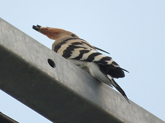 カメラ再び_b0057675_11161609.jpg