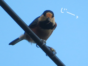 カメラ再び_b0057675_11352228.jpg