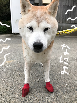 カメラ再び_b0057675_11430958.jpg
