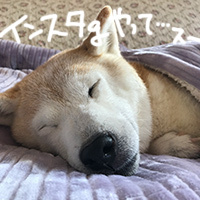 カメラ再び_b0057675_11594626.jpg
