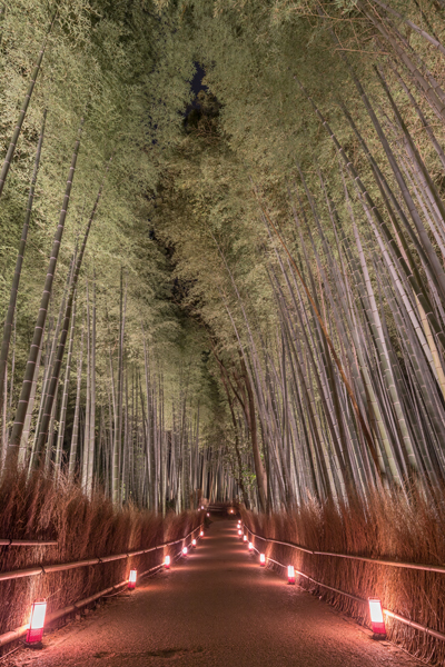 嵐山花灯路　～嵯峨野竹林～_e0051888_20455197.jpg