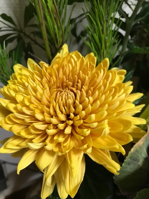 華雅 しめ縄_f0204295_17153116.jpg