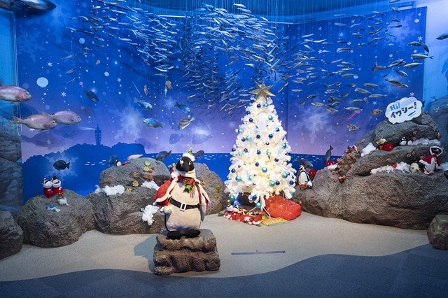 新江ノ島水族館クリスマ19 ヒカリノエノスイ エーデルワイスブログ 新江ノ島水族館クリスマ19 ヒカリノエノスイ エーデルワイスブログ