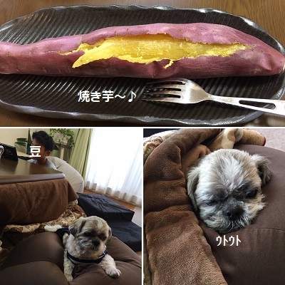 冬休み突入!そして襲撃(^^;)_f0372998_19004175.jpg