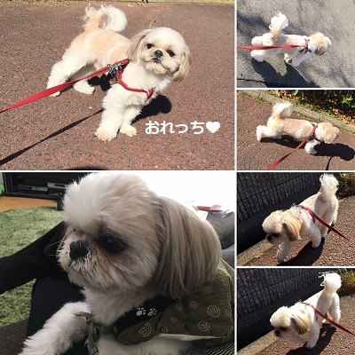 冬休み突入!そして襲撃(^^;)_f0372998_19004891.jpg
