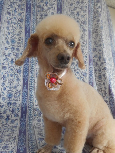 ふぉるむm A 千葉市 トリミングサロン 犬の美容室 千葉県 千葉市 花見川区 ペットサロン 検見川町3 340 18 ワンちゃんのカットハウス 千葉043 301 2995 10 00 19 00 ふぉるむm A 千葉市 トリミングサロン 犬の美容室 千葉県 千葉市 花見川区 ペットサロン 検見川町3 340 18 ワンちゃんのカットハウス 千葉043 301 2995 10 00 19 00