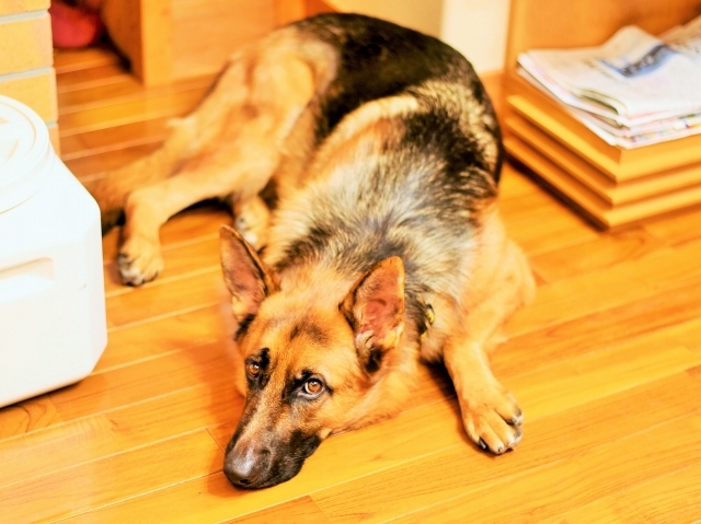 立派に番犬_d0360206_00035524.jpg