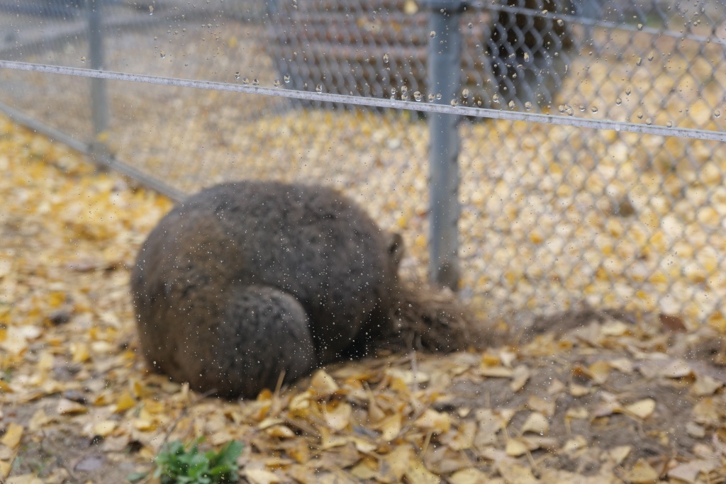 池田市 五月山動物園 マルちゃん安らかに_f0050534_17494517.jpg