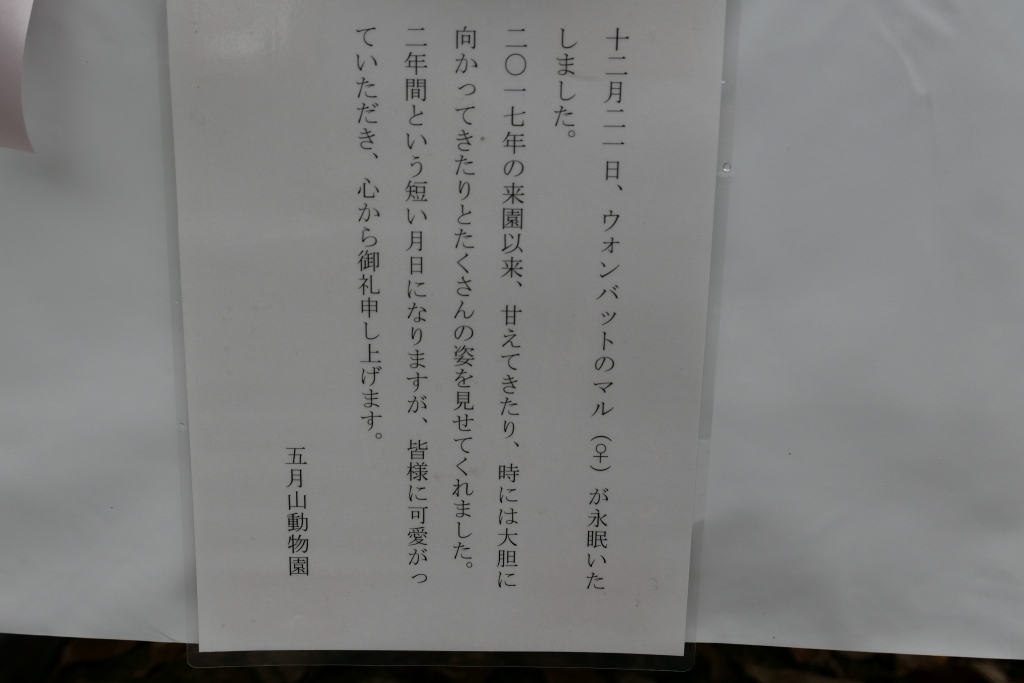 池田市 五月山動物園 マルちゃん安らかに_f0050534_17494632.jpg
