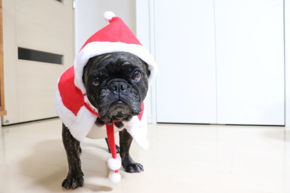 仕事納めとクリスマス振り返り_e0234741_23113896.jpg
